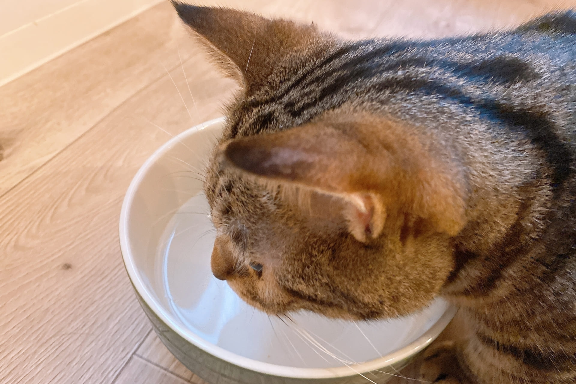 愛猫が水を飲むための環境作り、何を意識すべき？